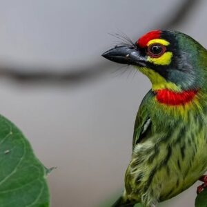 birdie 2