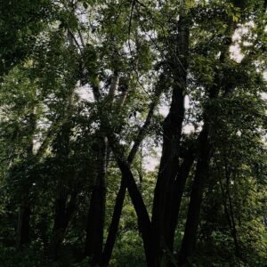 Nature Test