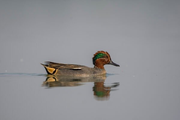 Eurasian Teal (Anas crecca crecca) Also Known As Green-winged Teal