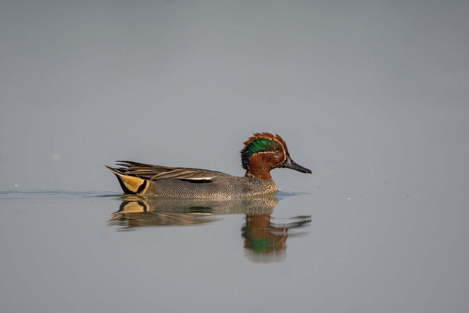 Eurasian Teal (Anas crecca crecca) Also Known As Green-winged Teal