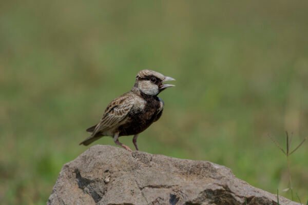 Ashy-crowned Sparrow-lark (Eremopterix griseus) At Thol Bird Sanctuary