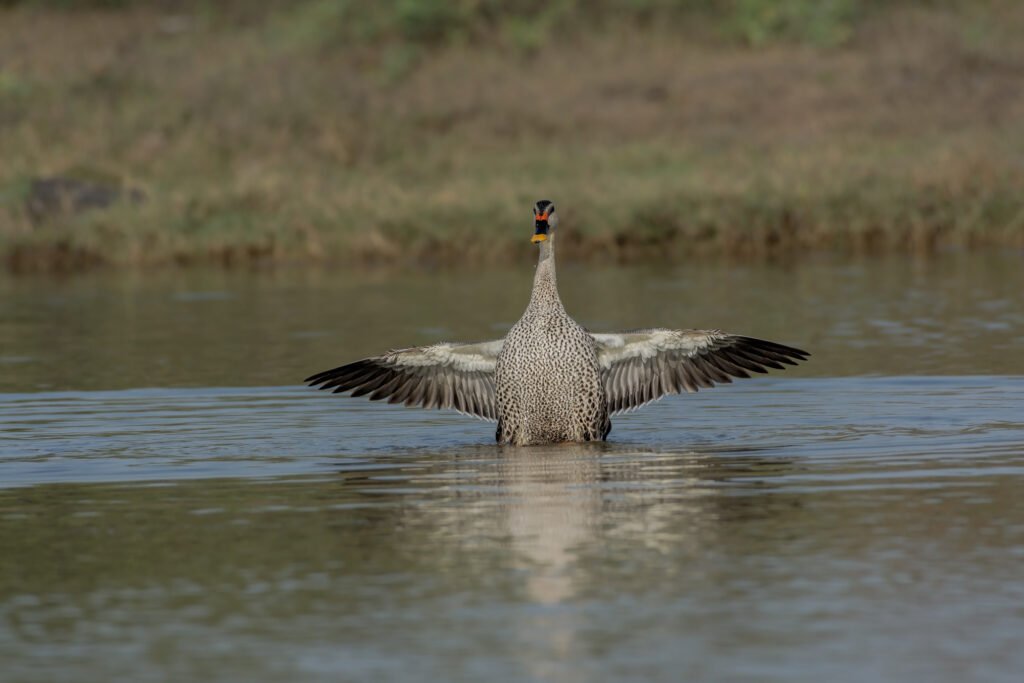 Indian spot-billed duck (Anas poecilorhyncha)