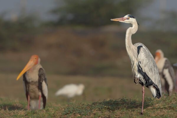 Grey Heron (Ardea cinerea) Standing On One Leg