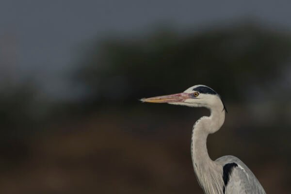 Grey Heron (Ardea cinerea) Close Up