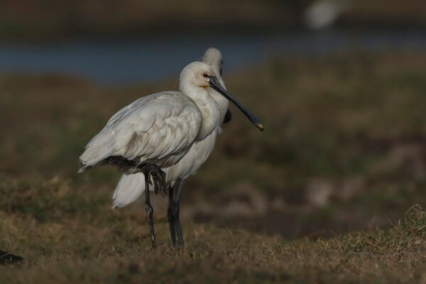 Eurasian Spoonbill (Platalea leucorodia)