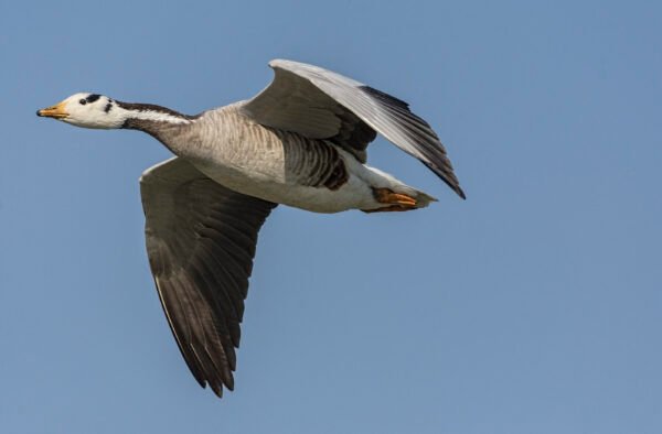 Bar-headed Goose (Anser indicus)