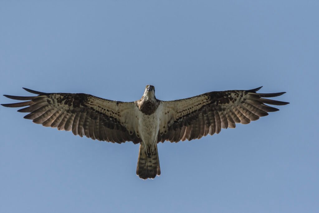 Osprey (Pandion haliaetus) Flying