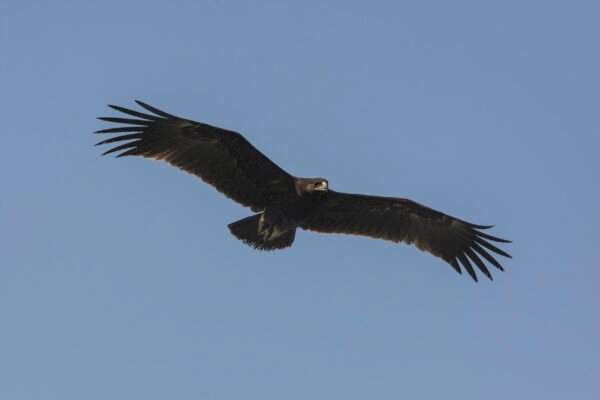 Greater Spotted Eagle (Clanga clanga) At Thol Bird Sanctuary