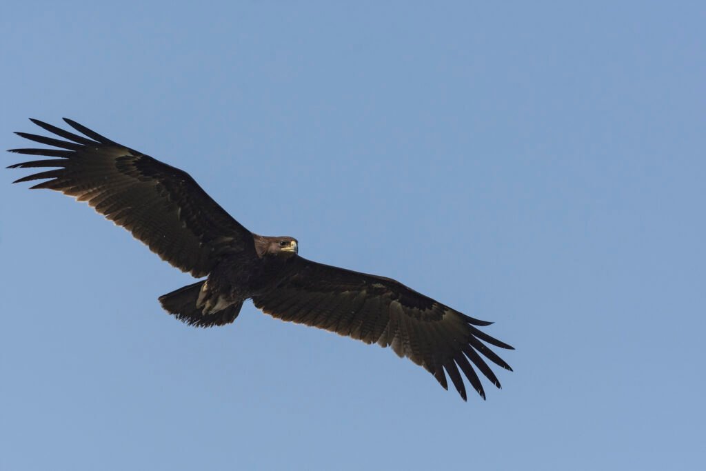 Greater Spotted Eagle (Clanga clanga)