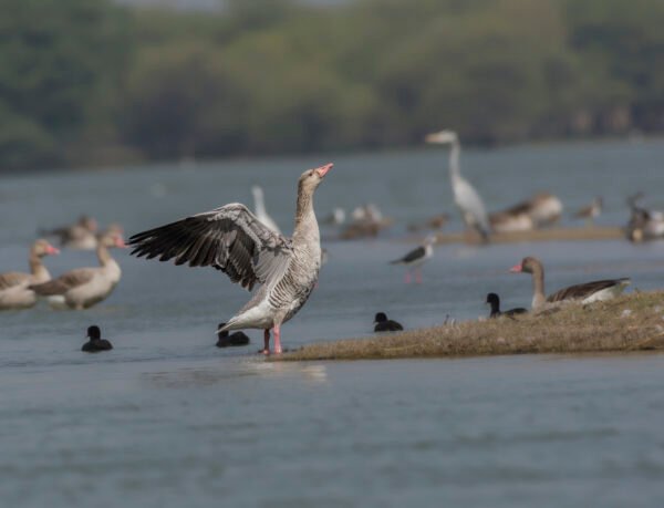 Greylag Goose (Anser anser) Flapping Wings