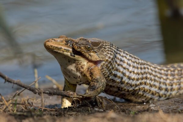 Checkered Keelback (Fowlea piscator) with big frog