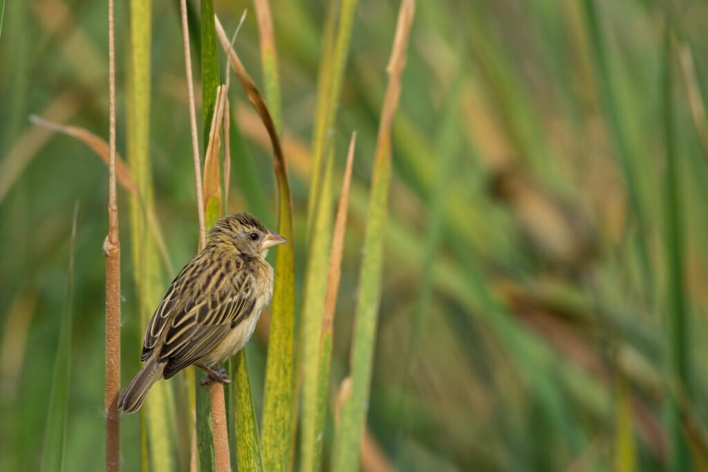 Baya Weaver (Ploceus philippinus) Female