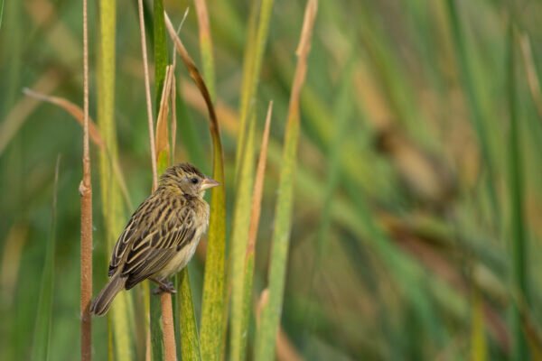Baya Weaver (Ploceus philippinus) Female