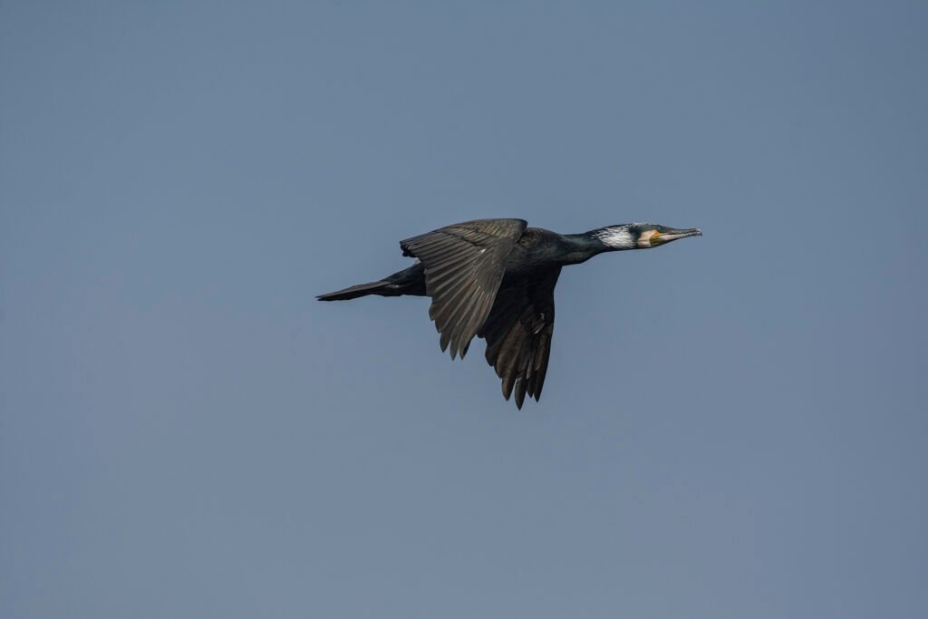 Great Cormorant (Phalacrocorax carbo)