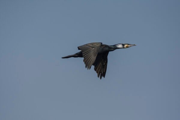 Great Cormorant (Phalacrocorax carbo)