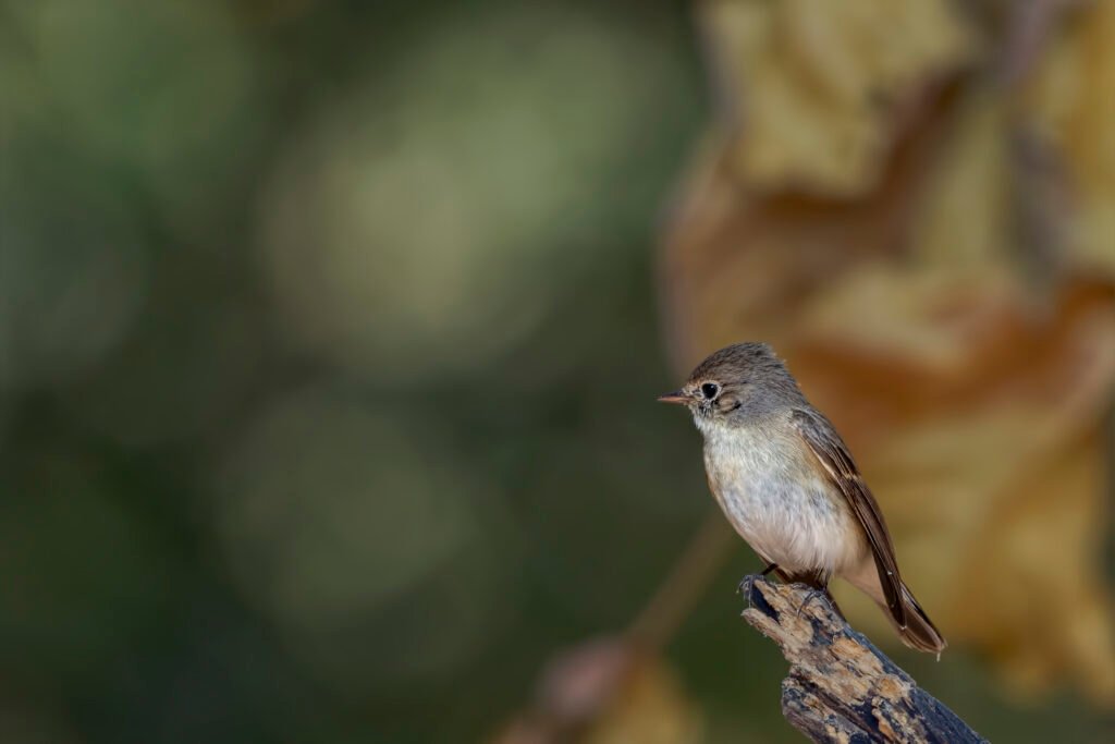 Red-breasted Flycatcher (Ficedula parva) Female