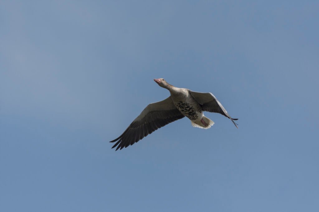 Greylag goose (Anser anser) flying