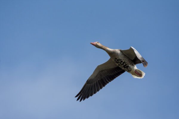 Greylag Goose (Anser anser)