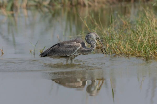 Grey Heron (Ardea cinerea)