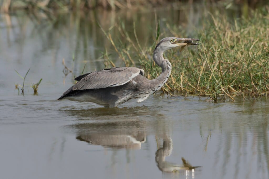 Grey heron (Ardea cinerea) With Big Fish