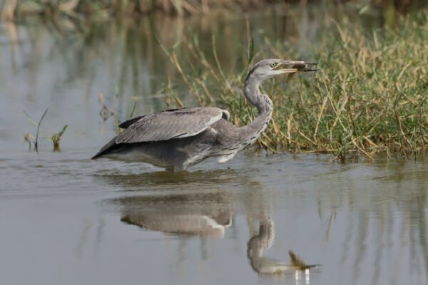 Grey heron (Ardea cinerea) With Big Fish