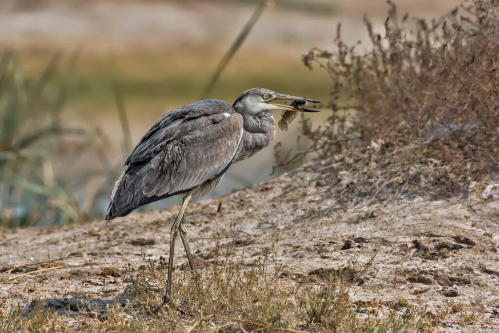Grey heron (Ardea cinerea) With Big Fish