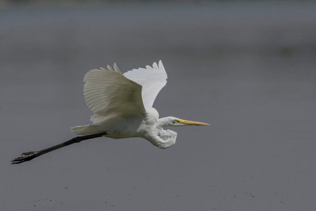 Great Egret (Ardea alba) Flying Closeup