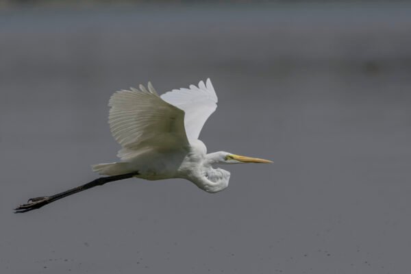 Great Egret (Ardea alba) Flying Closeup
