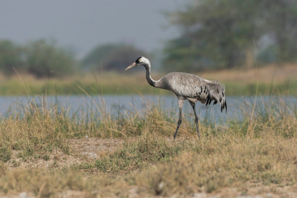 Eurasian crane (Grus grus) At Little Rann Of Kutch