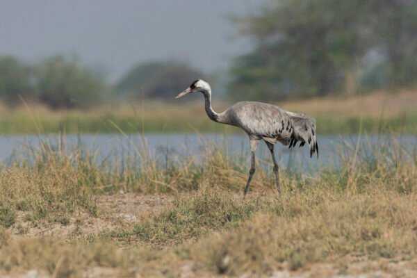 Eurasian crane (Grus grus) At Little Rann Of Kutch
