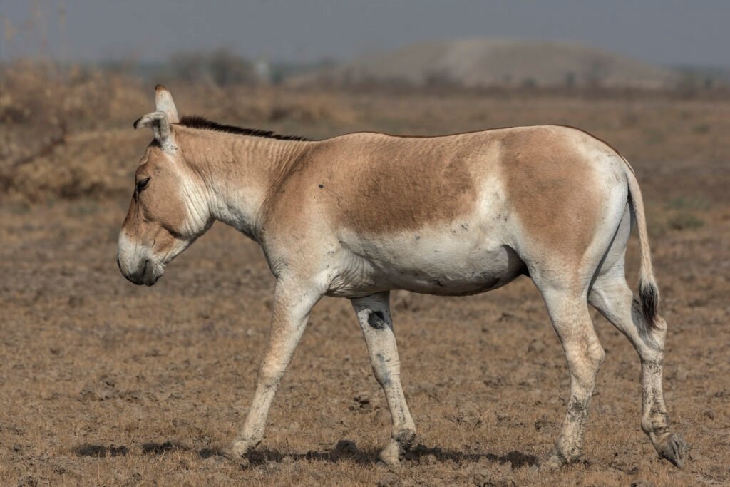 Indian wild ass (Equus hemionus khur) Close Up At Little Rann Of Kutch