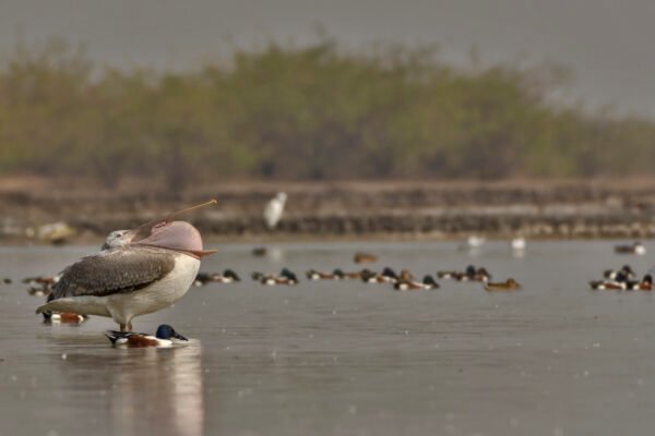 Dalmatian Pelican (Pelecanus crispus) Non-breeding Adult Performing Yawn