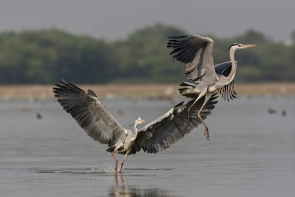 Grey Heron's (Ardea cinerea) Fighting