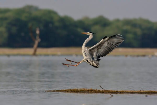 Grey Heron's (Ardea cinerea) Landing