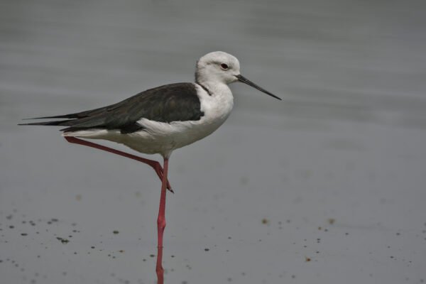 Black-winged Stilt (Himantopus himantopus) Standing On One Leg