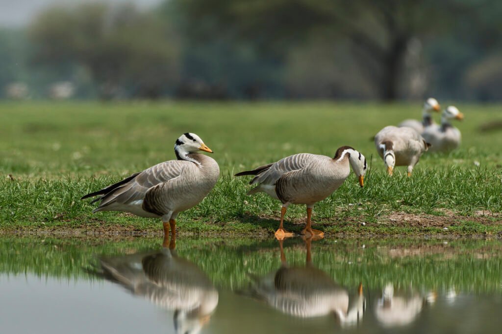 Bar-headed Goose (Anser indicus) Pair