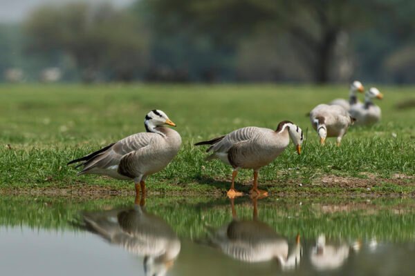 Bar-headed Goose (Anser indicus) Pair