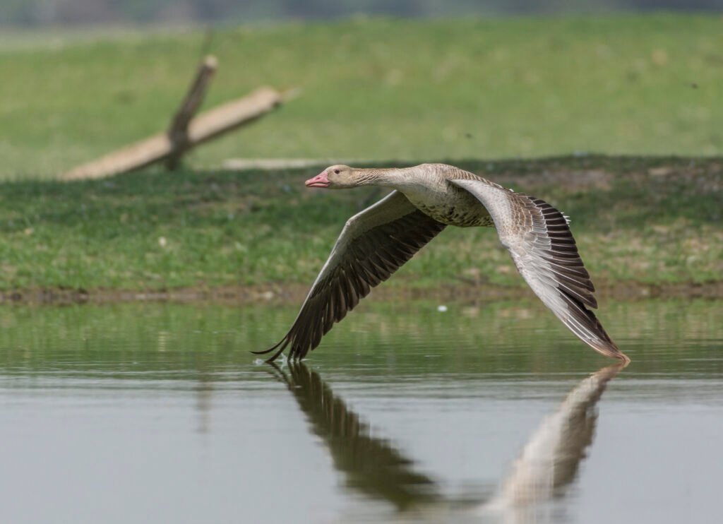 Greylag goose (Anser anser) Flying