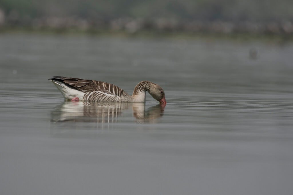 Greylag Goose (Anser anser) Drinking Water