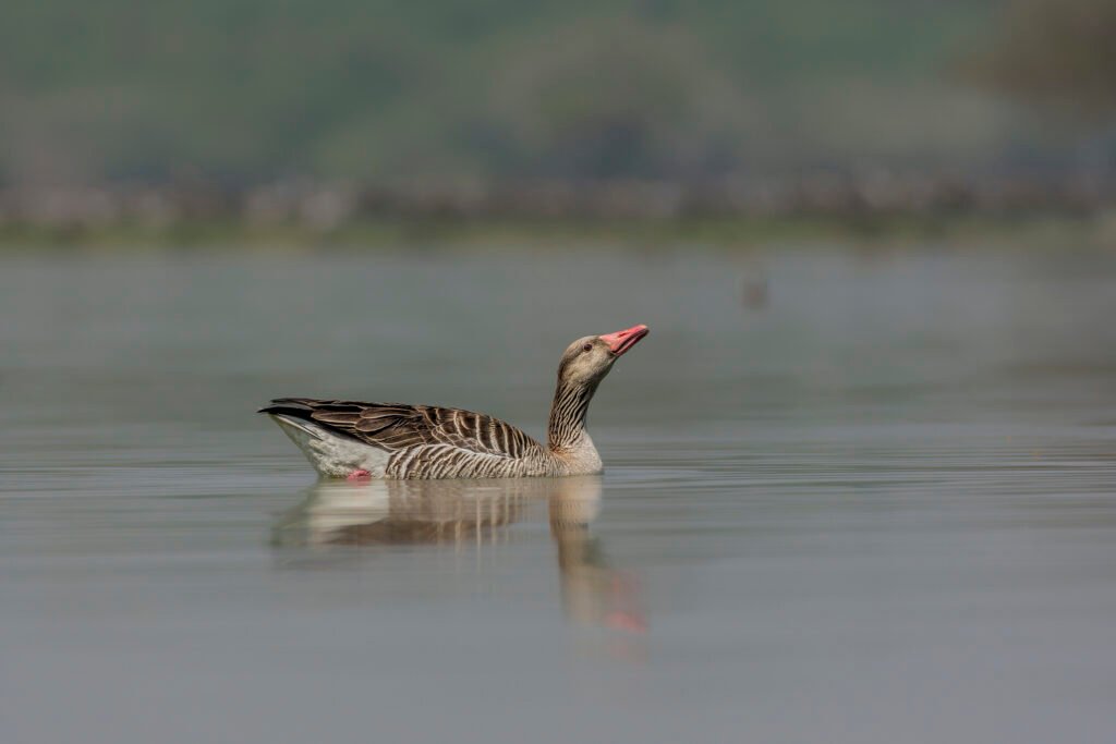 Greylag Goose (Anser anser)