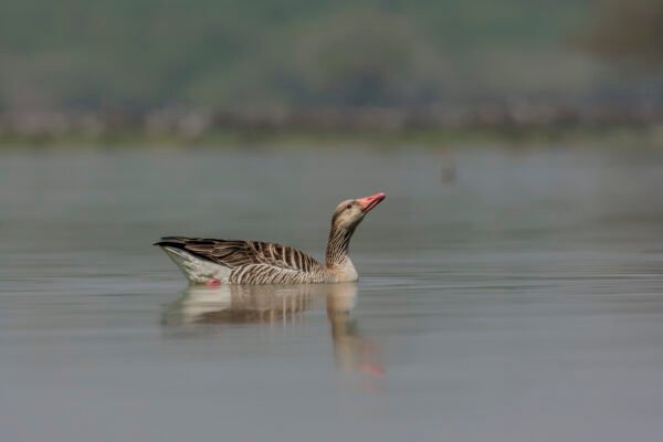 Greylag Goose (Anser anser)
