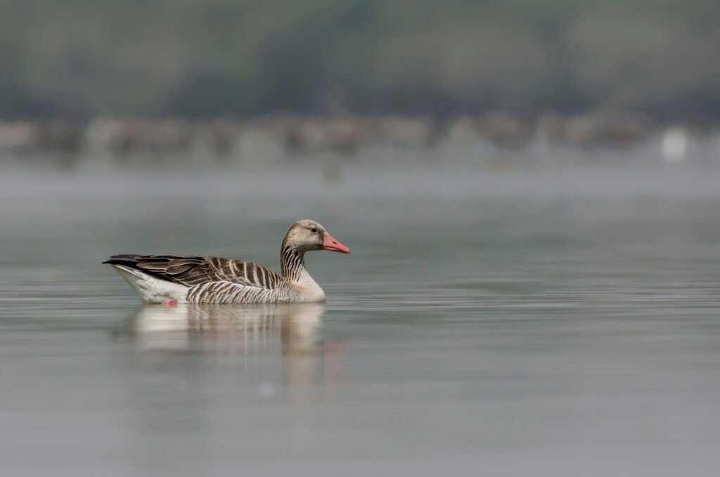 Greylag goose (Anser anser) In Lake
