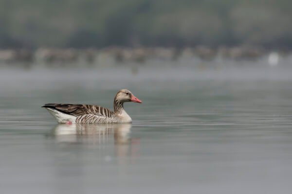 Greylag goose (Anser anser) In Lake