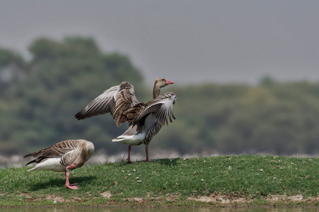 Greylag Goose (Anser anser) Flapping Wings