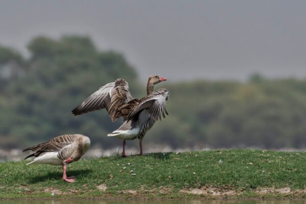 Greylag Goose (Anser anser) Flapping Wings