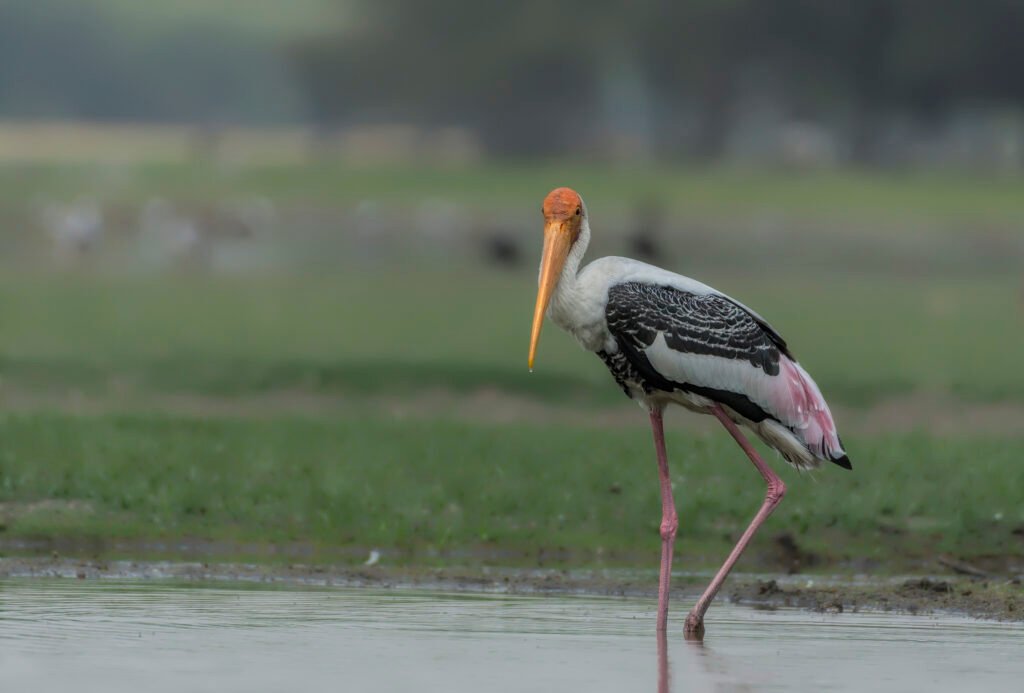 Painted Stork (Mycteria leucocephala) At Thol Bird Sanctuary