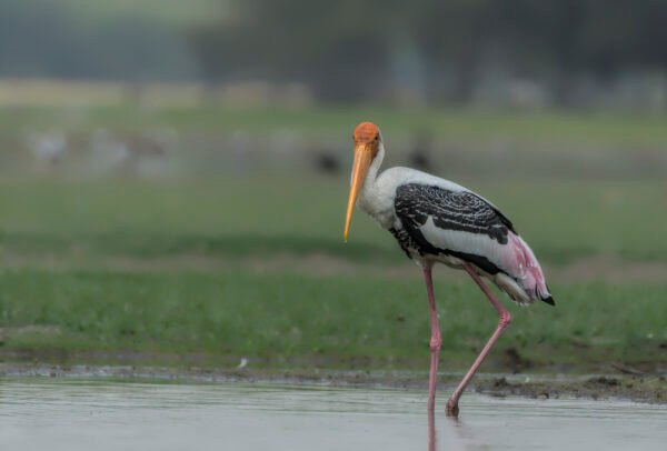 Painted Stork (Mycteria leucocephala) At Thol Bird Sanctuary