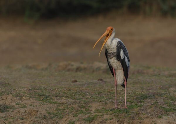 Painted Stork (Mycteria leucocephala) Yawning