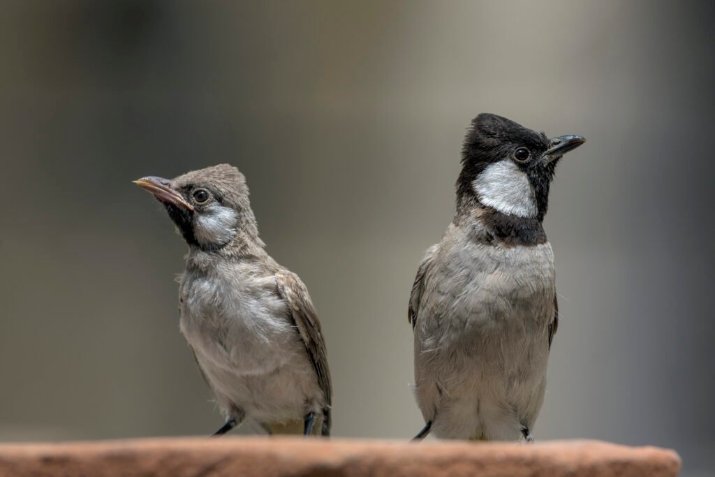 White-eared Bulbul (Pycnonotus leucotis) With Baby