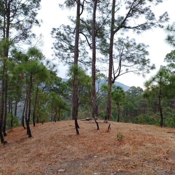 Whispers of the Pine Forest